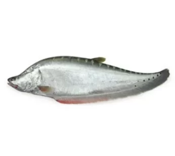 Chitol Mach (Clown Knife Fish) – চিতল মাছ 2kg – 2.5kg