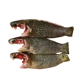 Koi Fish – কোই মাছ (কৈই মাছ)
