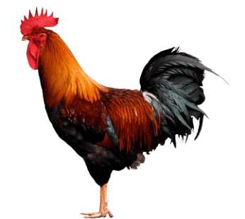 Cock Murgi (Rooster) – মোরগ মুরগি