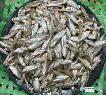 Nodir Mola Fish – নদীর ছোট মলা মাছ