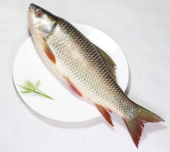 Rui Fish – রুই মাছ – 500gm -2kg