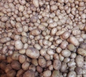 Fata Pakri Alu – ফাটা পাকড়ি আলু