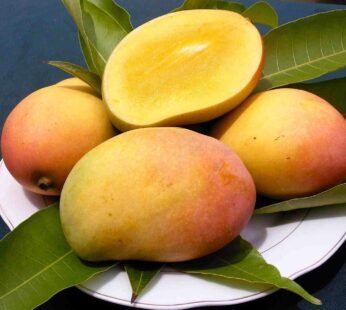 হিমসাগর/ক্ষিরাসাপাত প্রিমিয়াম – Himsagor Mango